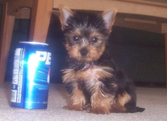 820pepsi8weeks21