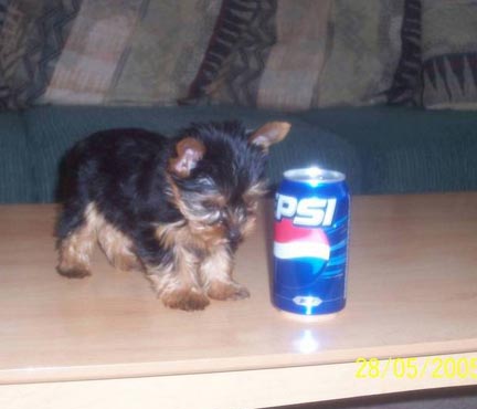 baby_with_pepsi
