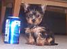 820pepsi8weeks21.jpg