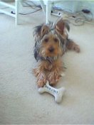 Biscuit
