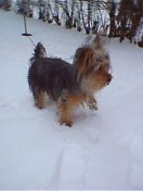 Biscuit_in_the_snow