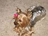 Jolene_at_her_best_006.jpg