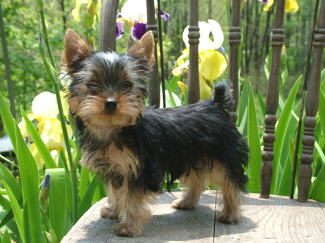 YORKIES_016_cropped