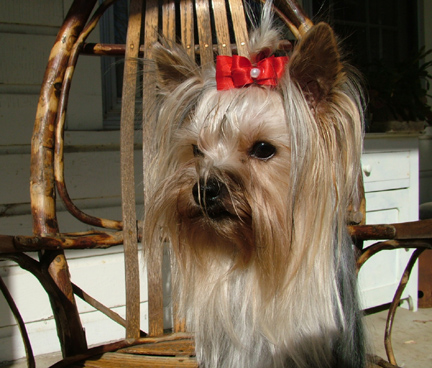 YORKIES_059_cropped