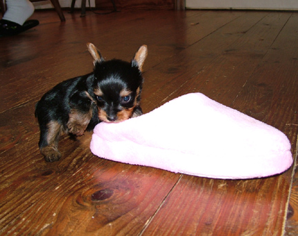 YORKIES_341_cropped