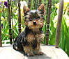 YORKIES_040_cropped.JPG