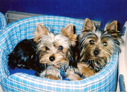 Roxie_and_Madie