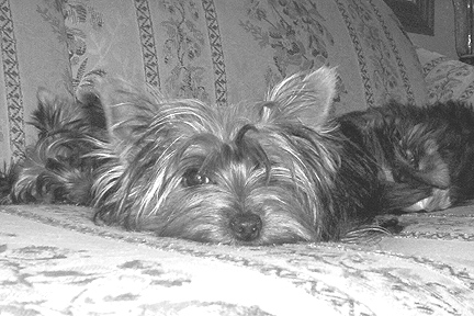 bw_roxie