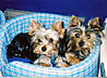 Roxie_and_Madie.jpg