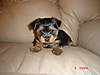 Chloe_at_6_weeks_old_002.jpg