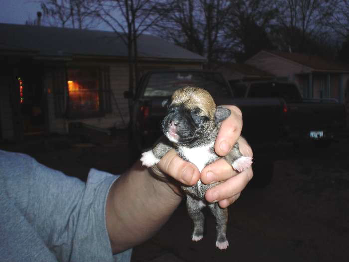babidoll1