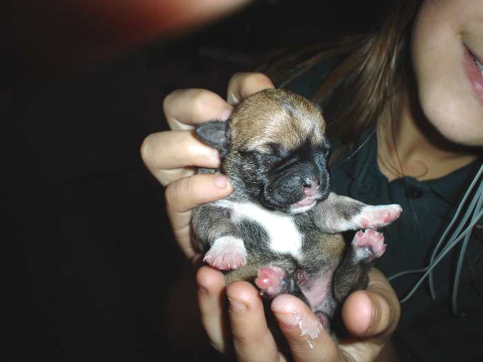 babidoll2