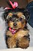 DSC01079-1c_n_crop.JPG