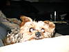 Gizmo01-06-002.jpg