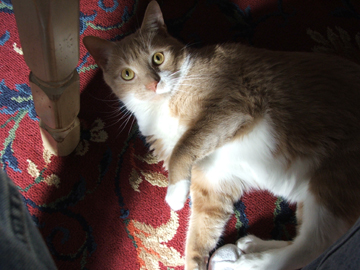 gingers_brother_the_cat