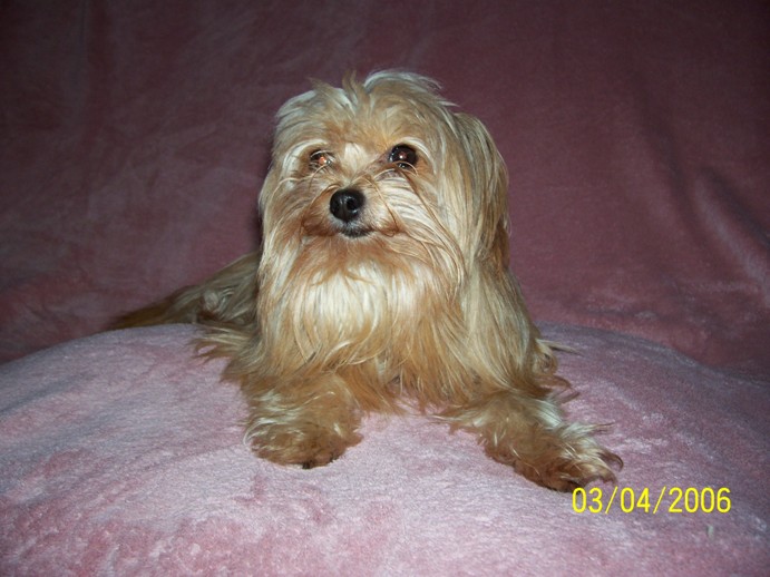 littlegirl