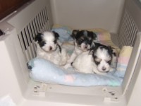 Babys1YT
