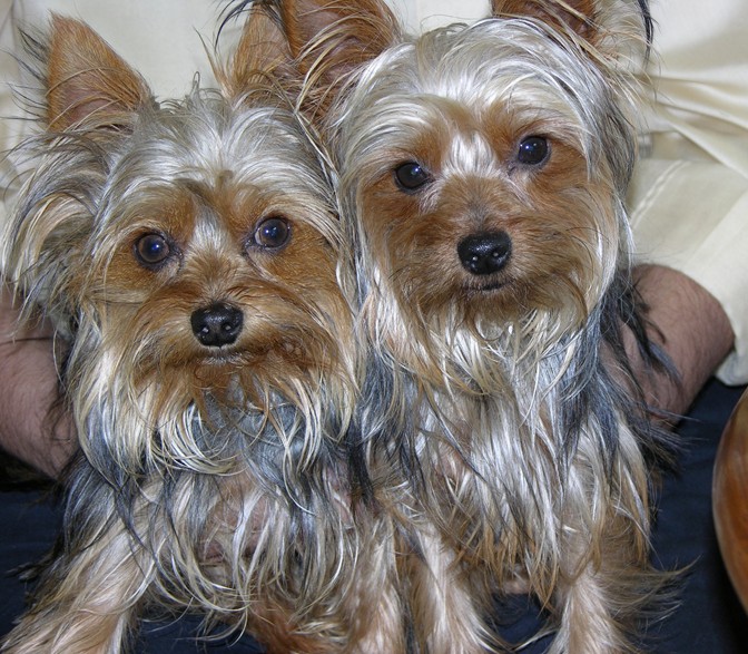Copy_of_rocko_and_coco10-21-06_010