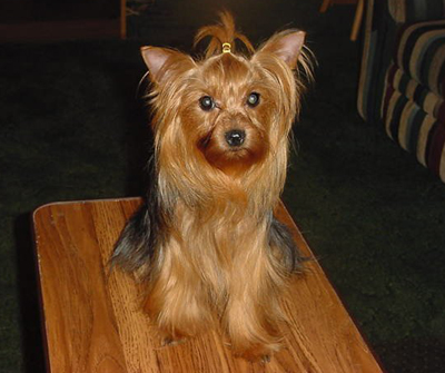 Mama_Dixie_Belle