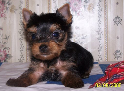 Puppy