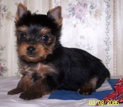 Puppy3