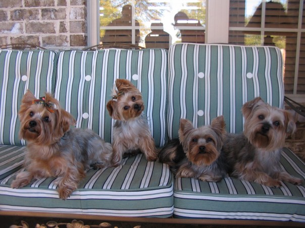 Lucy_Sophie_Ziggy_and_KoKo
