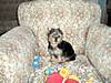 abbie13wks4.jpg