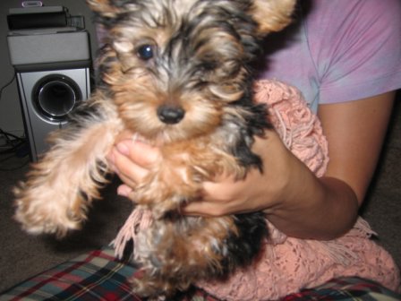 babylell