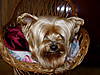MUFFIN_Mar_06_012.jpg