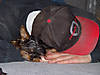 Daddy_and_Joey_Napping_002small.jpg