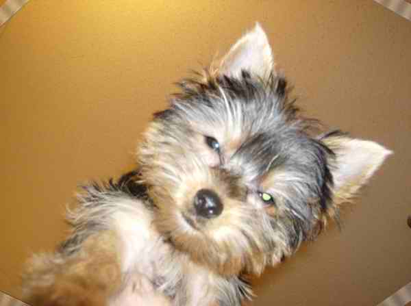 Getting_puppy_to_be_still3