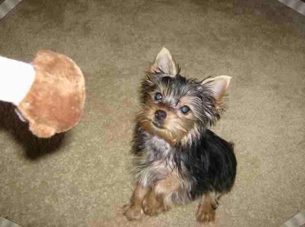 Go_Fetch1