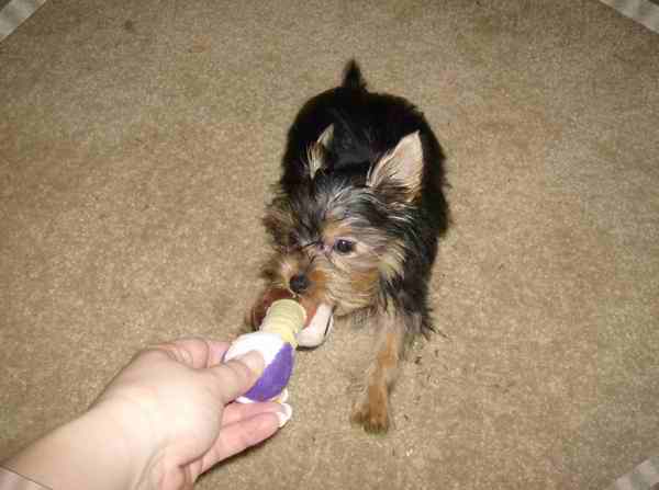 Go_Fetch4