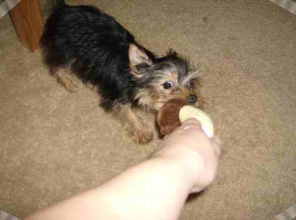 Go_Fetch5