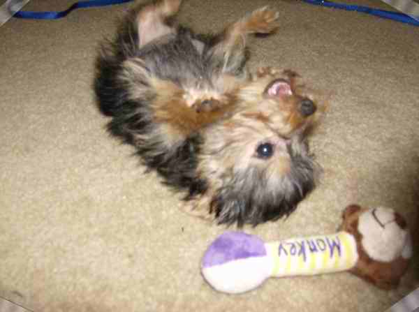 Go_Fetch7