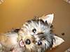 Getting_puppy_to_be_still2.jpg