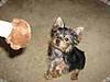 Go_Fetch1.jpg