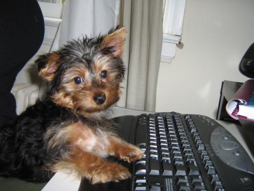 Rocky_on_the_internet