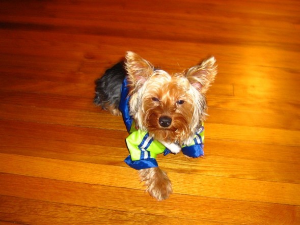 rocky_new_coat
