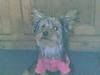 roxy_jo_4.jpg