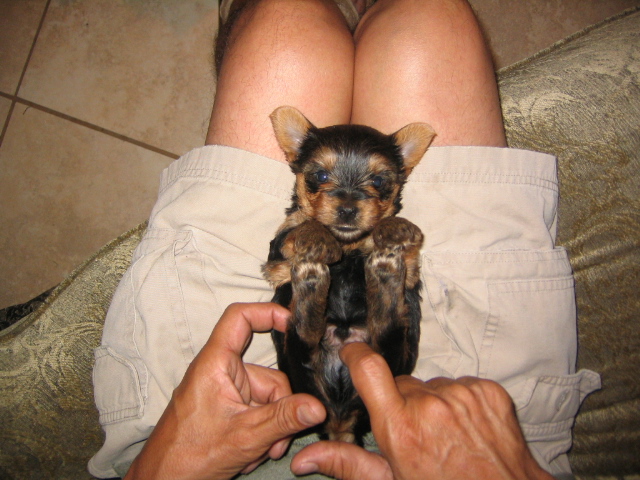 Pups_at_4_weeks_001