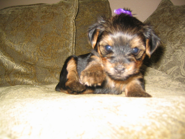 Pups_at_4_weeks_029