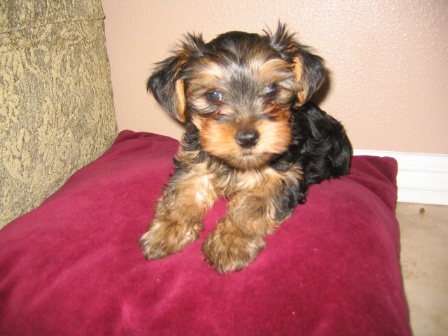 pup2_at_8_weeks_005