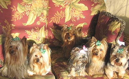 yorkies_winter_good