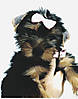 summers_close_up1.jpg
