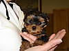Sara_s_Yorkies_003.JPG