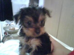 puppy6