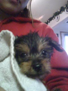 showerpup