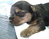 puppy4.jpg