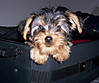 Mickeywants2go.jpg